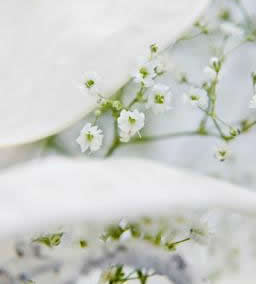 Gypsophilia